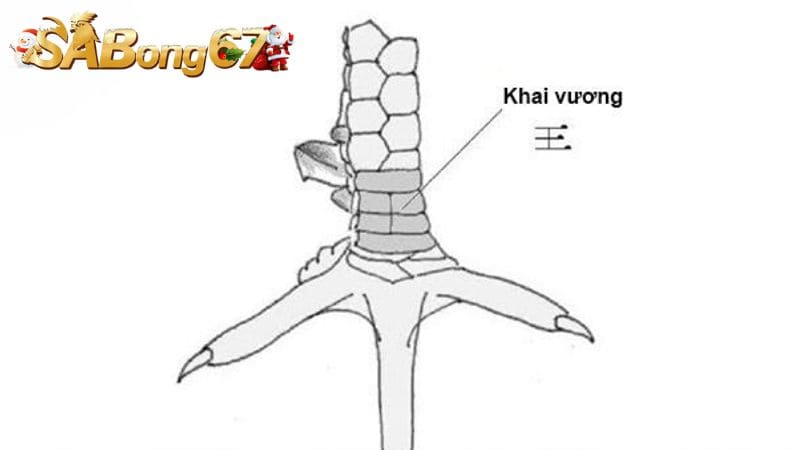 Cách chọn gà có vảy Khai Vương chuẩn xác nhất