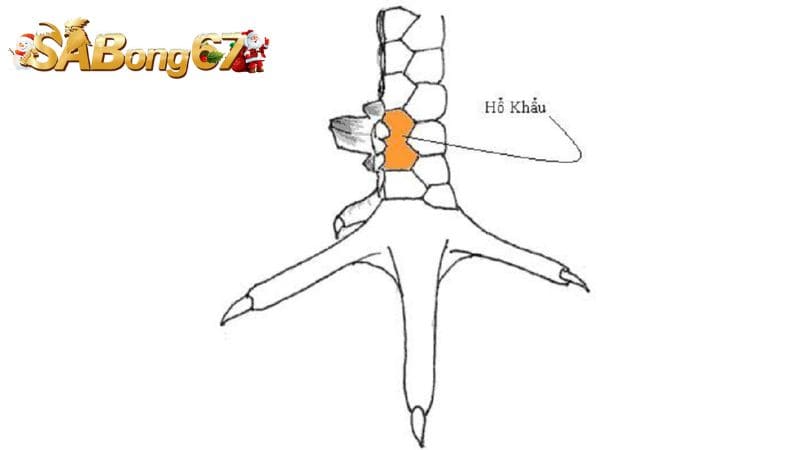 Cách chọn gà mang vảy Hổ Khẩu chính xác nhất