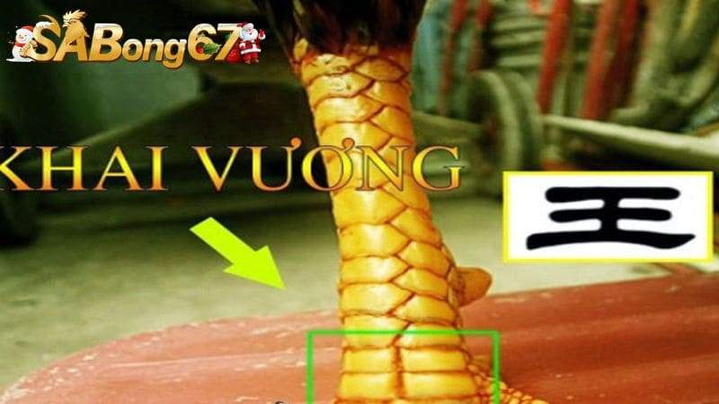 Đặc điểm của vảy gà Khai Vương
