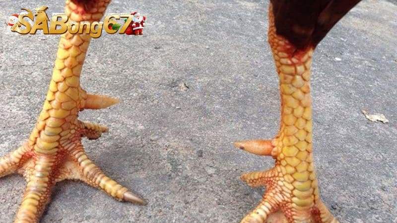 Giới thiệu tổng quan về vảy Giáp Vi Đao