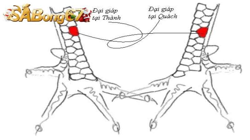 Giới thiệu về vảy gà Đại Giáp