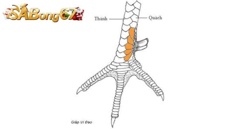 Giới thiệu về vảy gà Song Phủ Đao