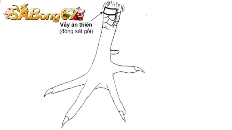 Vảy gà Án Thiên