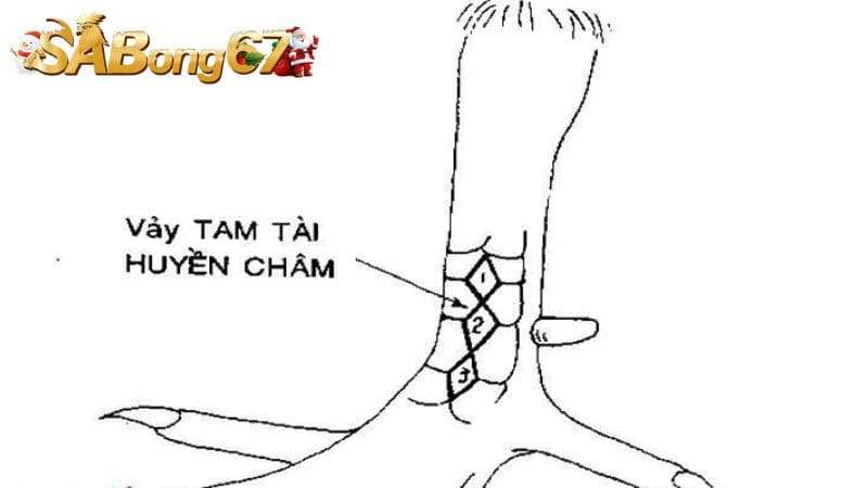 Vảy gà Huyền Châm