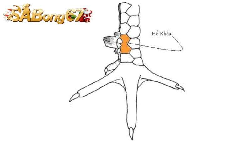 Vảy Hổ Khẩu là 1 trong Top 5 loại vảy gà quý