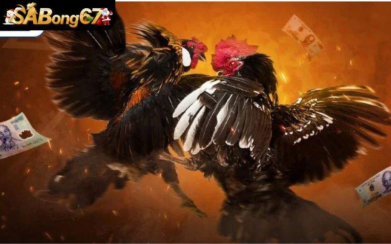 Phát sóng trực tiếp đá gà không bị giật lag Phát sóng trực tiếp đá gà không bị giật lag