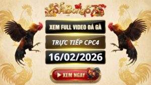 Xem Lai Video Da Ga CPC4 Truc Tiep Ngay 16022026 2